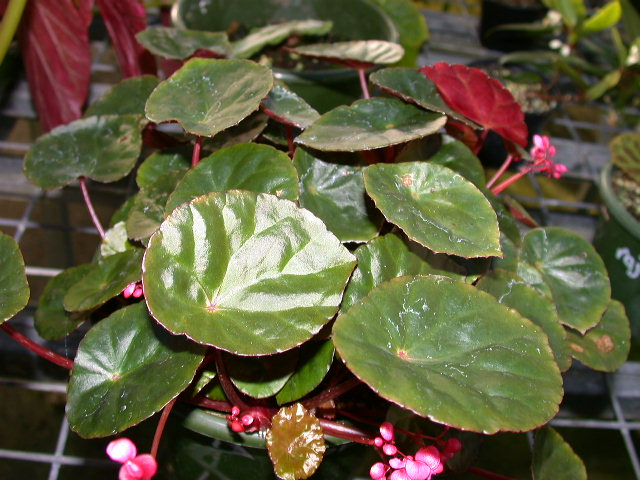 B. coriacea